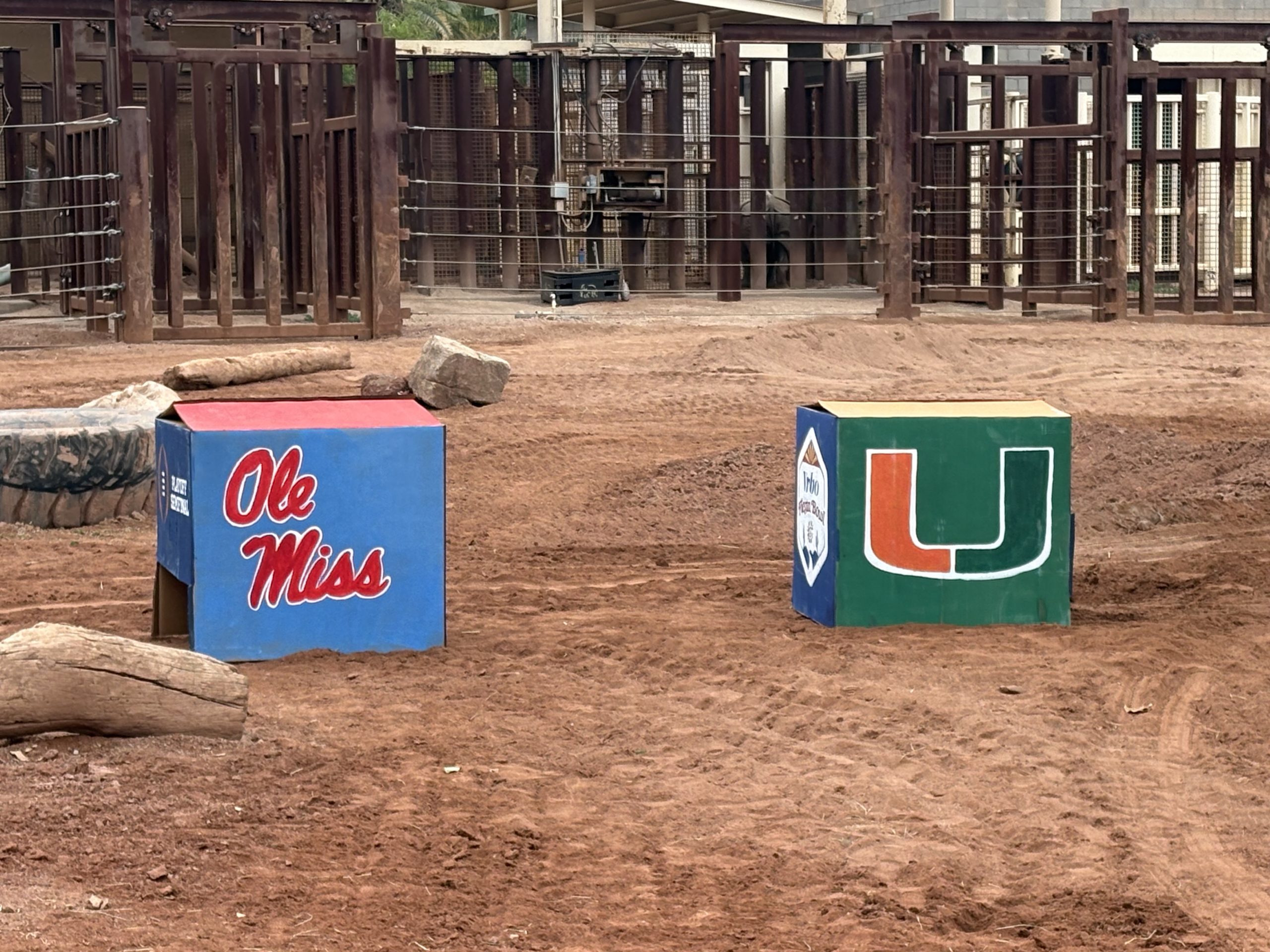 Fiesta Bowl Prediction Ole Miss Miami Rhino Chutti Phoenix Zoo